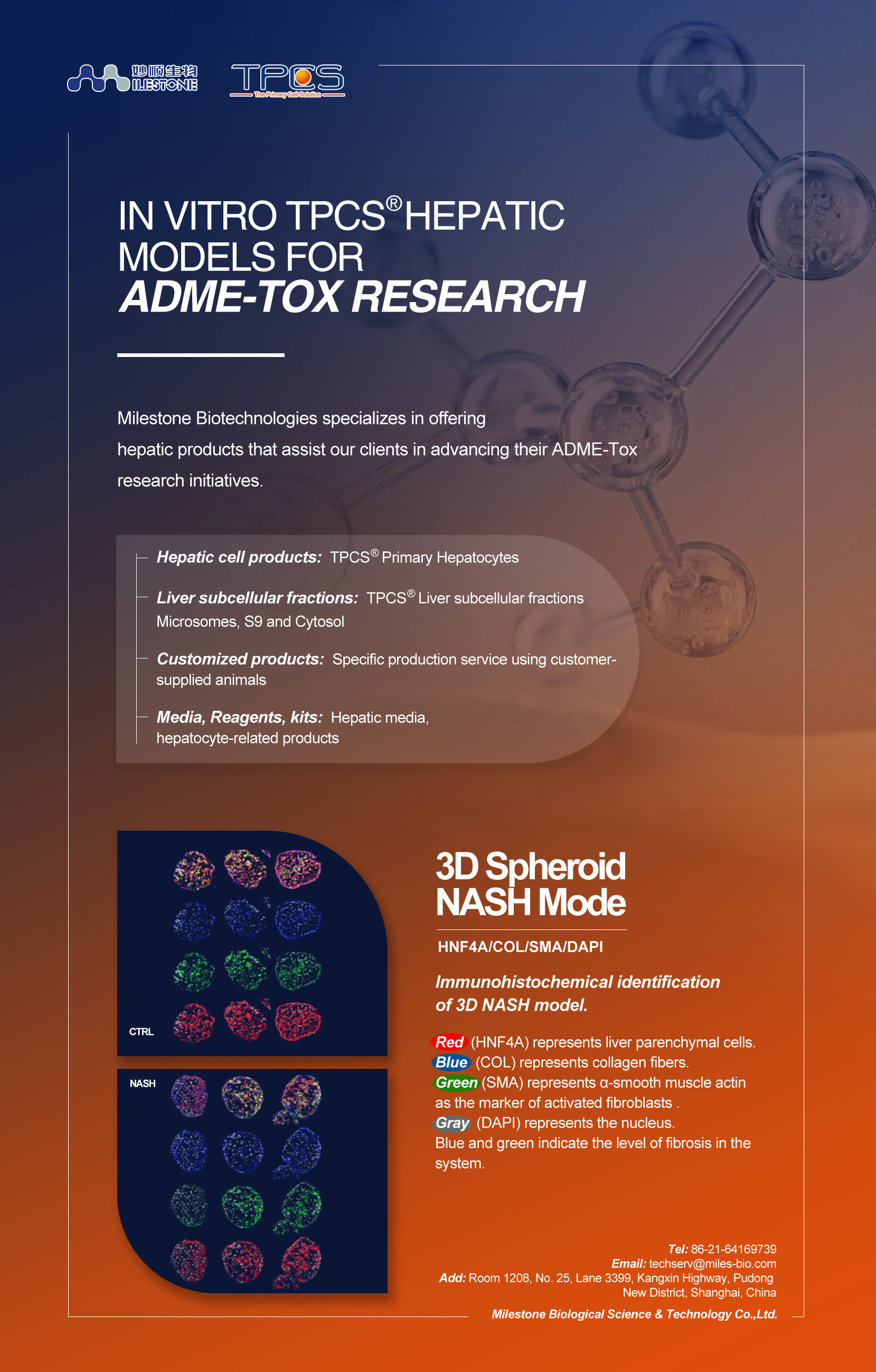 IN VITRO HEPATIC MODELS FOR ADME-TOX RESEARCH_News&Updates_Milecell Bio