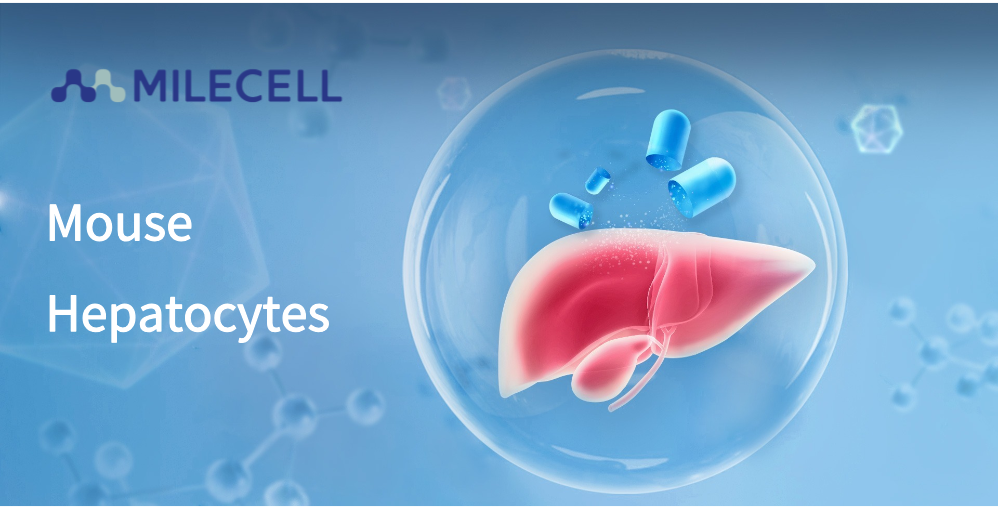 Unveiling Superior Rodent Hepatocyte Primary Cell Products