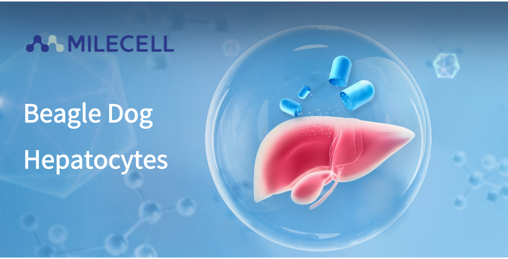 Cryopreserved Dog Hepatocytes from MileCell Bio: Optimal Solutions for Long-Term and Short-Term Preclinical Studies