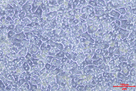 Cryoplateable Primary Hepatocytes