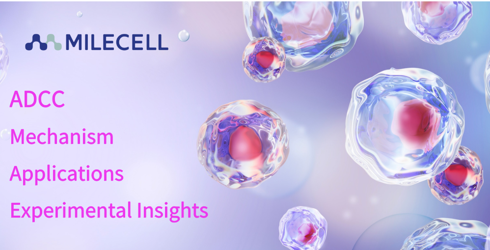 Antibody-Dependent Cellular Cytotoxicity (ADCC): Mechanism, Applications, and Experimental Insights