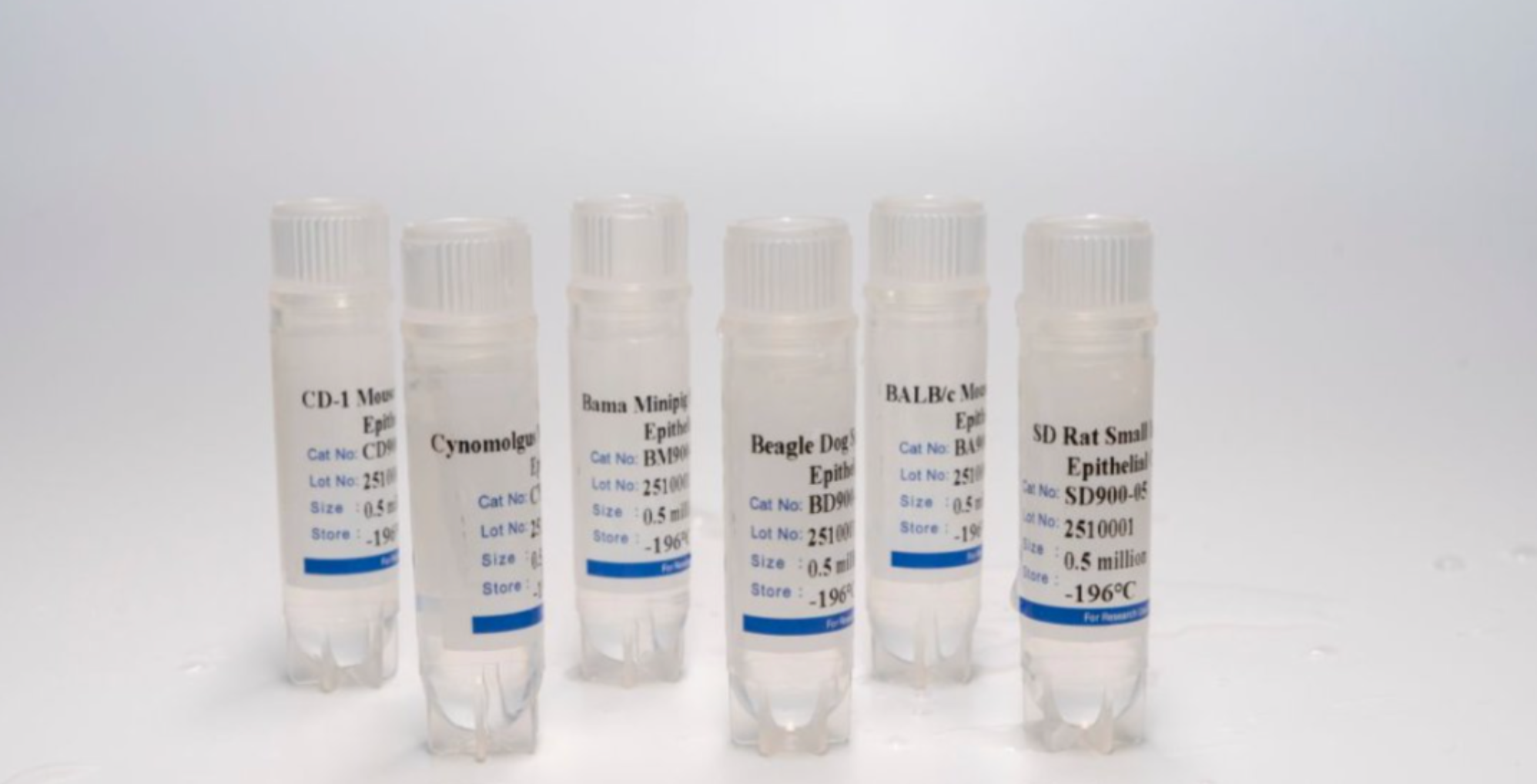 Animal Intestinal Epithelial Cells