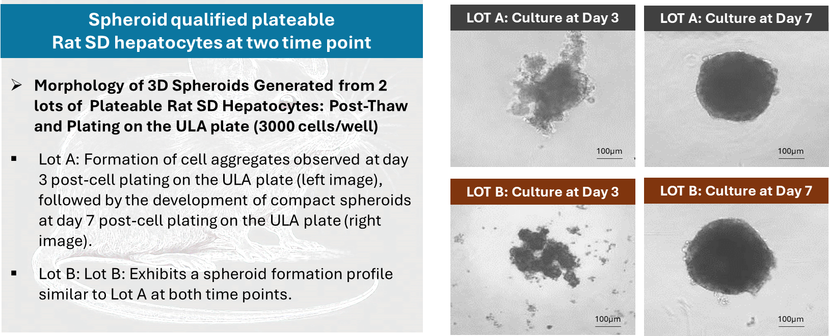 Primary Rodent Hepatocyte models(图2)