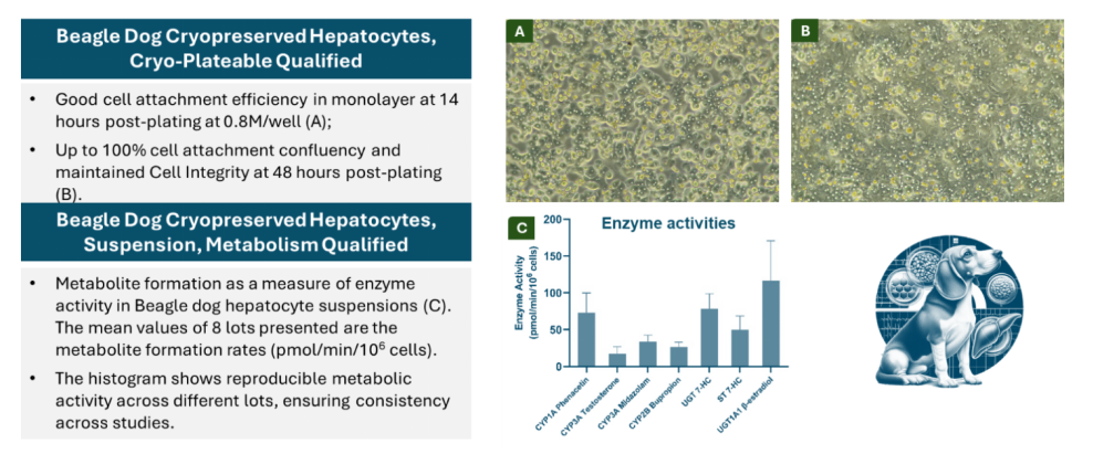 Cryopreserved Dog Hepatocytes from MileCell Bio: Optimal Solutions for Long-Term and Short-Term Preclinical Studies(图1)