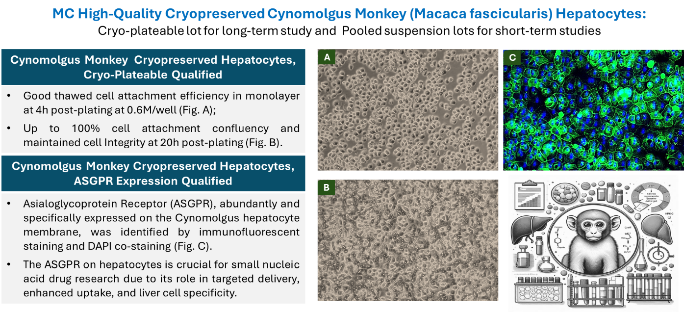 Comprehensive Solutions for Preclinical Research: MC Companys Cynomolgus Monkey Hepatocyte Product Line(图1)