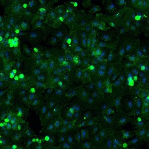 Cryoplateable Primary Hepatocytes(图6)