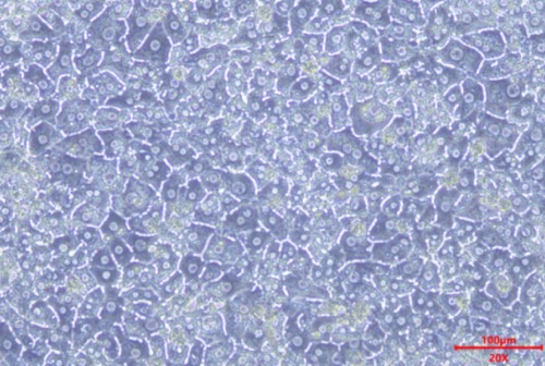 Cryoplateable Primary Hepatocytes(图1)