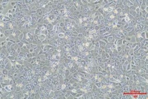 Cryoplateable Primary Hepatocytes(图5)