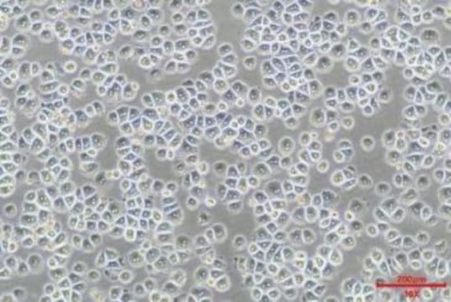 Cryoplateable Primary Hepatocytes(图3)