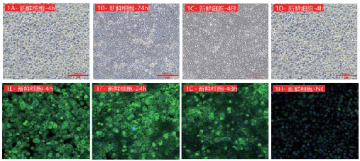 Dynamic analysis of ASGPR expression in fresh cynomolgus monkey hepatocytes.png