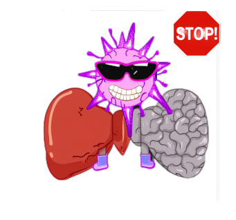 The Mastermind Behind Liver Fibrosis Revealed.png