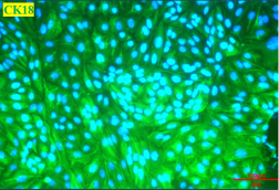 Animal Renal Proximal Tubular Epithelial Cells(图6) Animal Renal Proximal Tubular Epithelial Cells(图6)