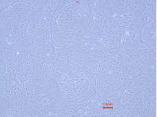 Animal Renal Proximal Tubular Epithelial Cells(图3) Animal Renal Proximal Tubular Epithelial Cells(图3)