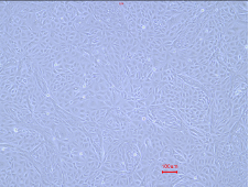 Animal Renal Proximal Tubular Epithelial Cells(图2) Animal Renal Proximal Tubular Epithelial Cells(图2)