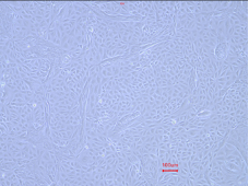 Animal Renal Proximal Tubular Epithelial Cells(图4) Animal Renal Proximal Tubular Epithelial Cells(图4)