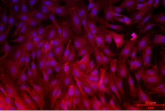 Animal Intestinal Epithelial Cells(图3) Animal Intestinal Epithelial Cells(图3)
