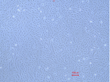 Animal Renal Proximal Tubular Epithelial Cells(图1) Animal Renal Proximal Tubular Epithelial Cells(图1)