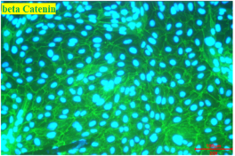 Animal Renal Proximal Tubular Epithelial Cells(图5) Animal Renal Proximal Tubular Epithelial Cells(图5)