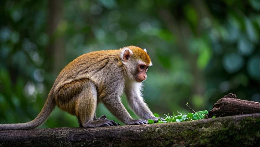 The Critical Role of Non-Human Primate PBMCs in Biomedical Research(图1) The Critical Role of Non-Human Primate PBMCs in Biomedical Research(图1)