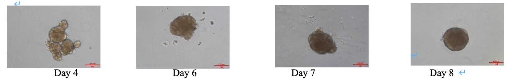 Primary Plateable Hepatocytes(图2) Primary Plateable Hepatocytes(图2)