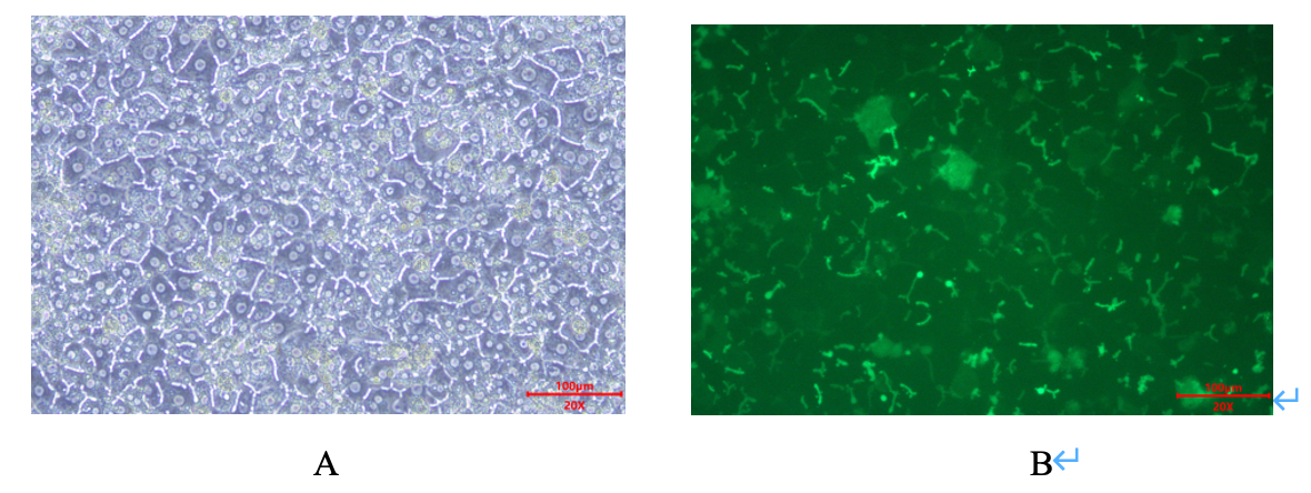 Primary Plateable Hepatocytes(图1) Primary Plateable Hepatocytes(图1)