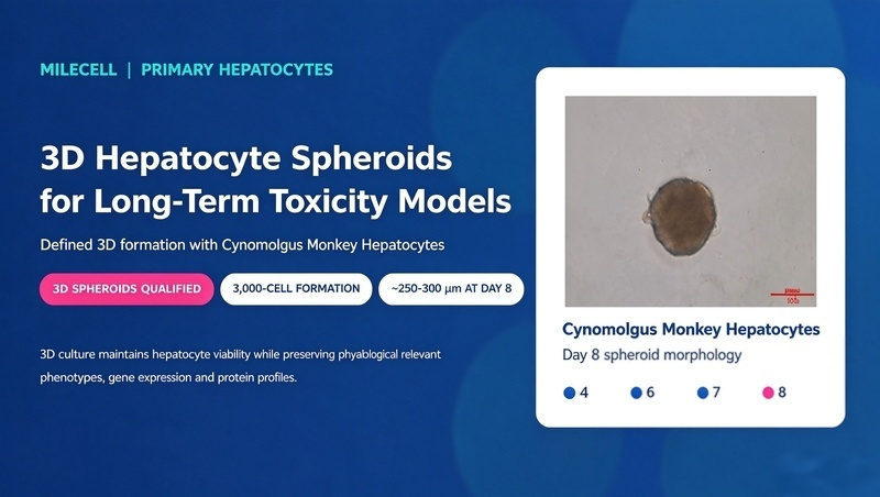 3D Hepatocyte Spheroids for Long-Term Toxicity Models