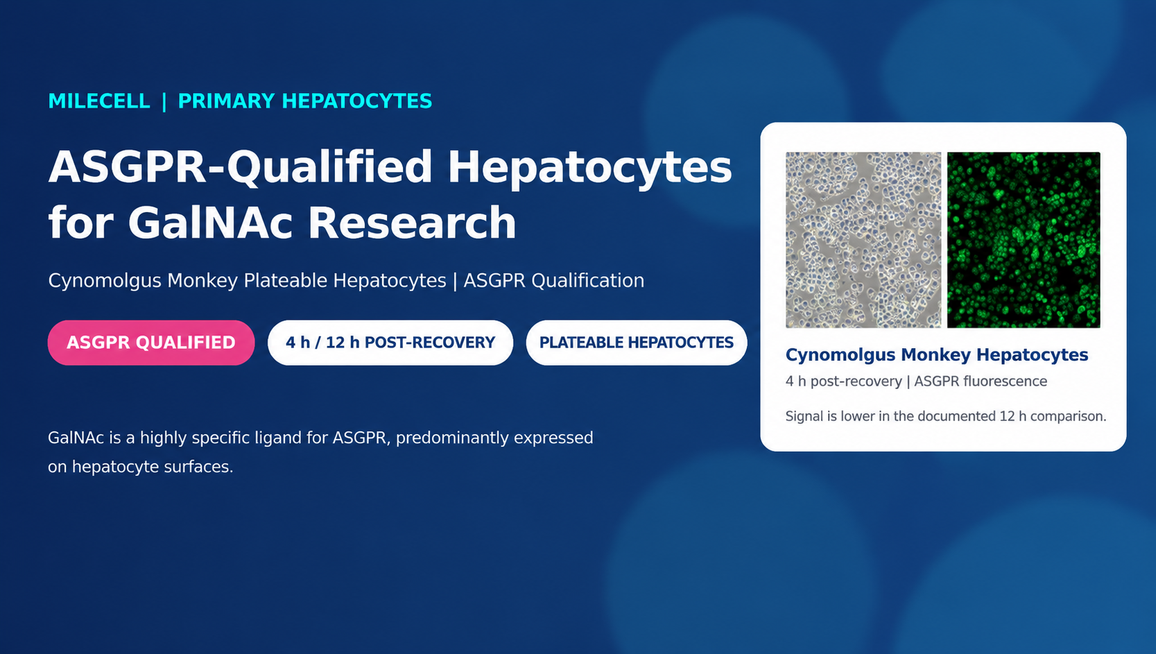 ASGPR-Qualified Hepatocytes for GalNAc Research