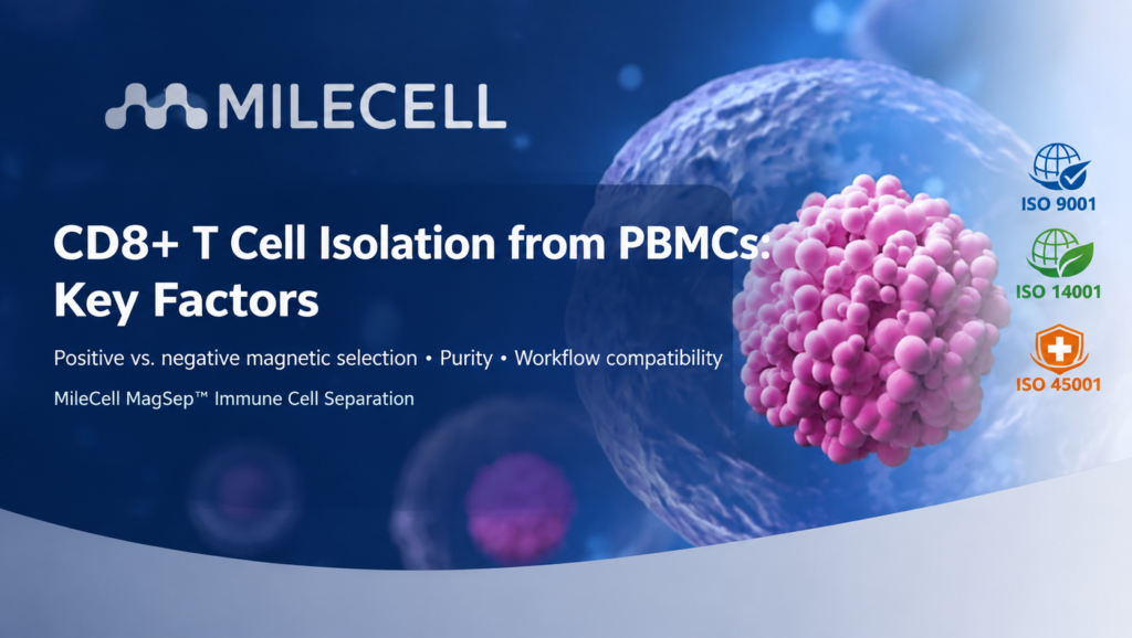 CD8+ T Cell Isolation from PBMCs: Key Factors