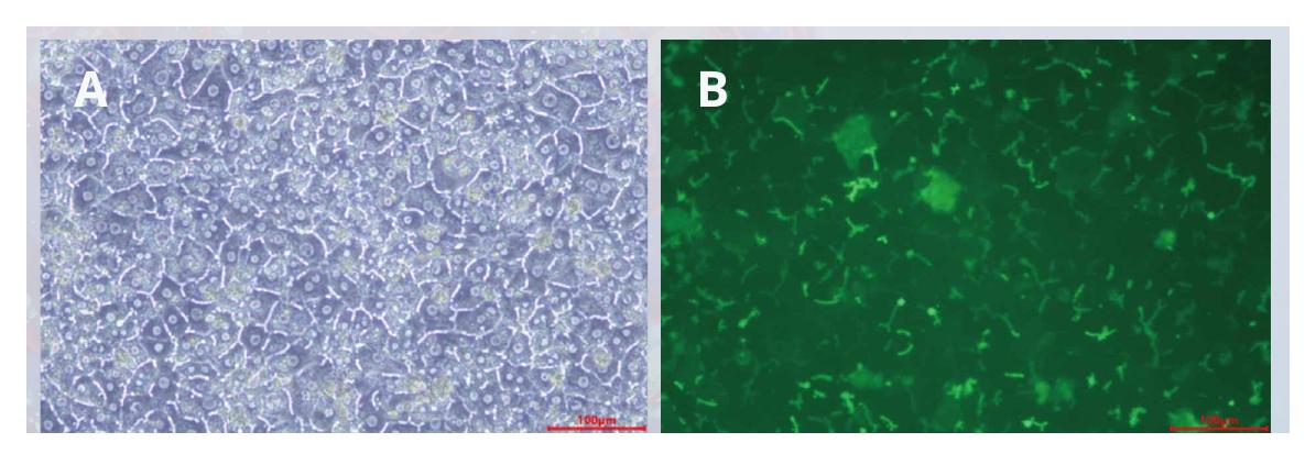 SD rat plateable hepatocytes with bile canaliculi and CDFDA uptake in sandwich culture