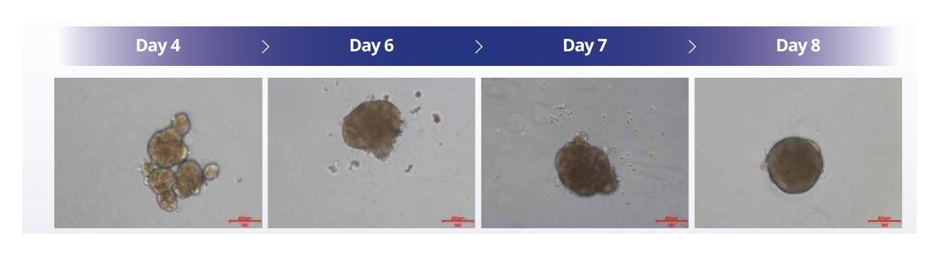 Cynomolgus monkey plateable hepatocyte spheroid formation from day 4 to day 8