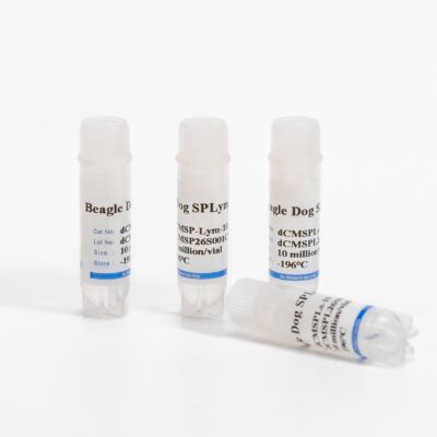 Canine Splenocytes