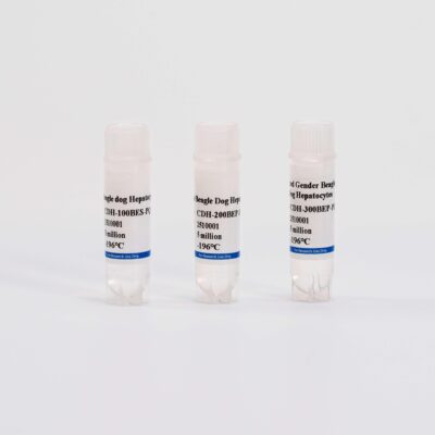 Dog Suspension Hepatocytes