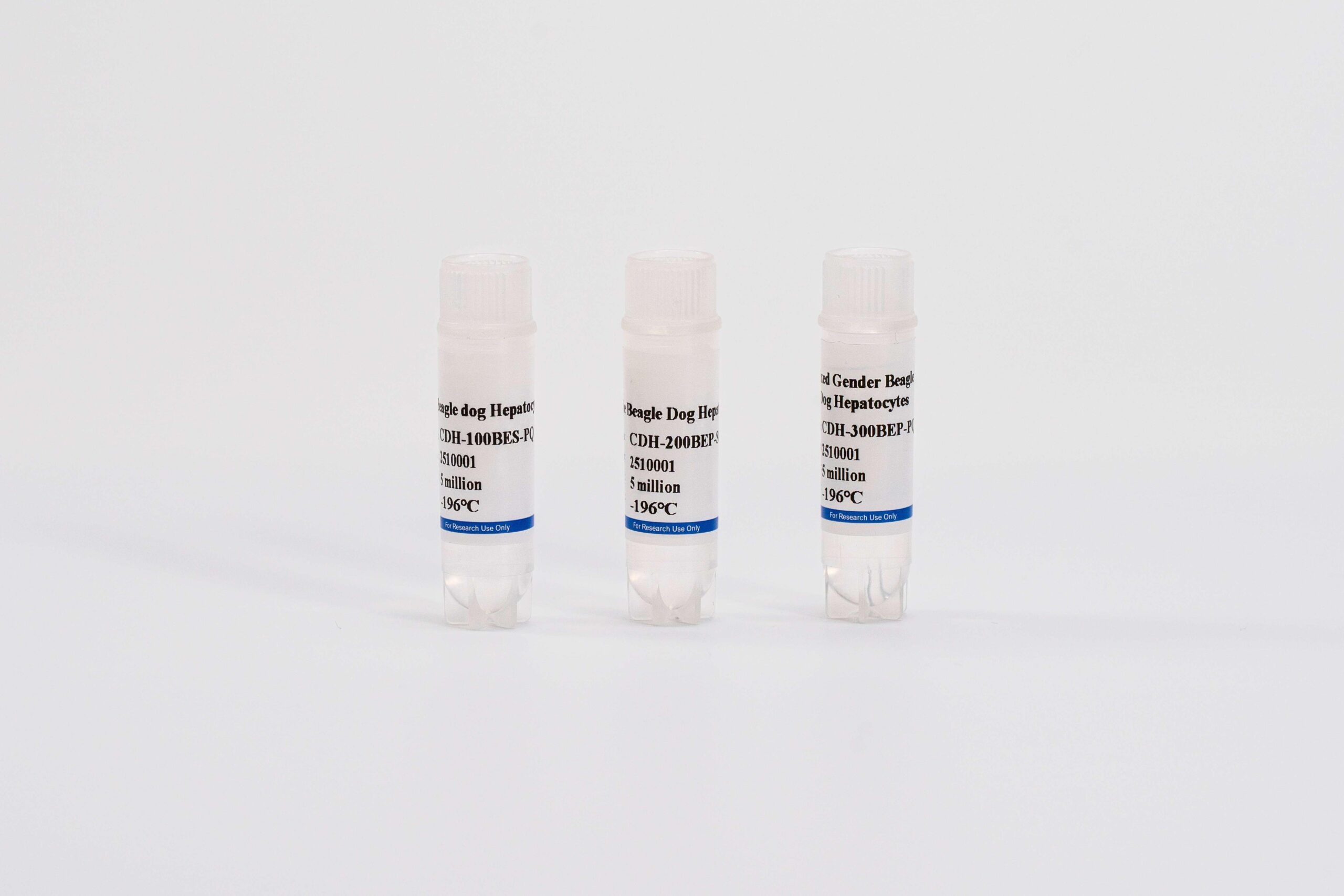 Dog Suspension Hepatocytes