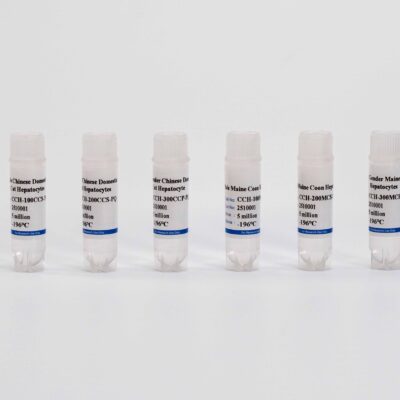 Feline Plateable Hepatocytes
