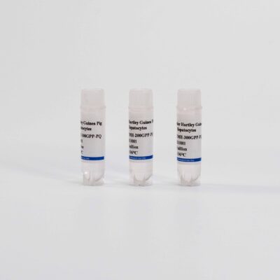 Guinea Pig Suspension Hepatocytes