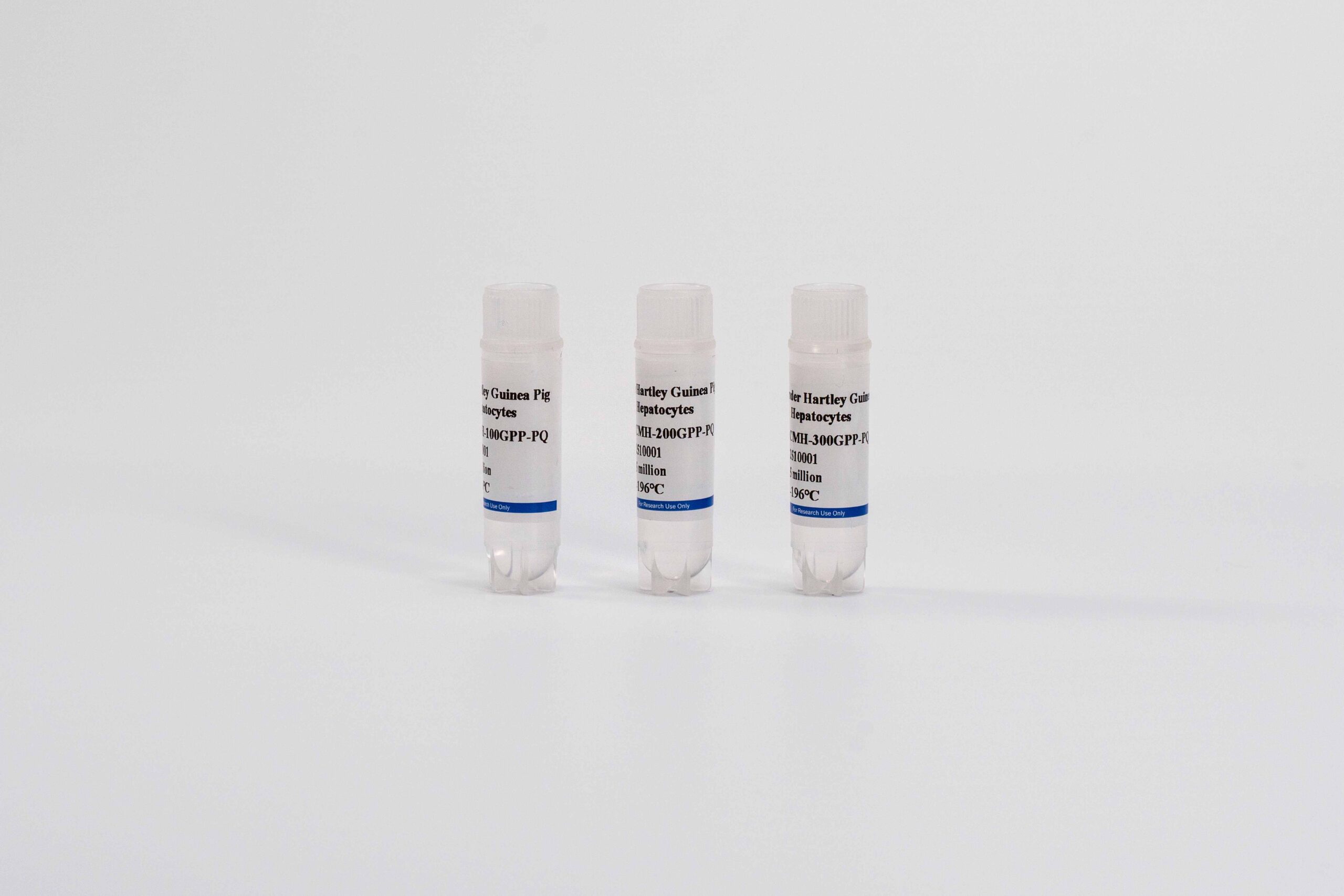 Guinea Pig Suspension Hepatocytes
