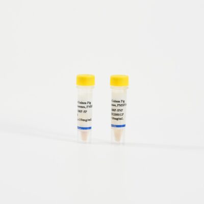 Guinea Pig Intestine Microsomes