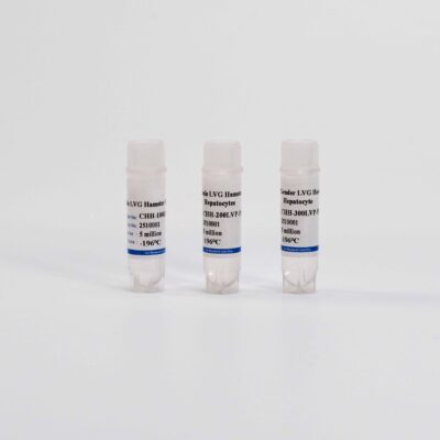 Hamster Plateable Hepatocytes