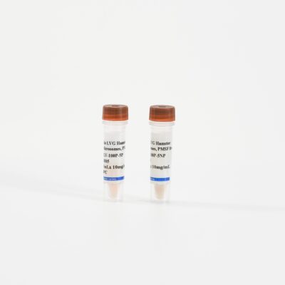Hamster Intestine Microsomes