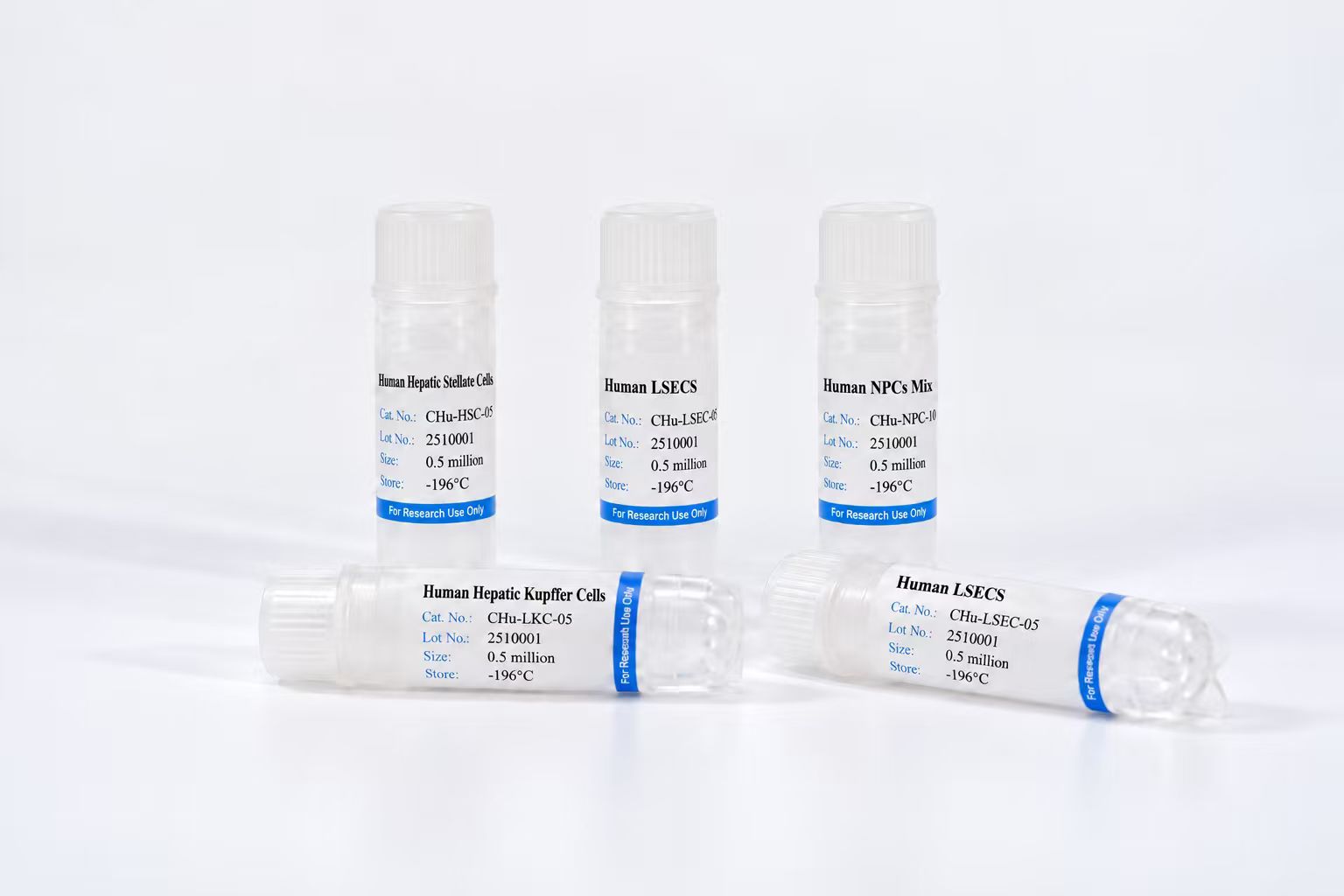 Human Kupffer Cells
