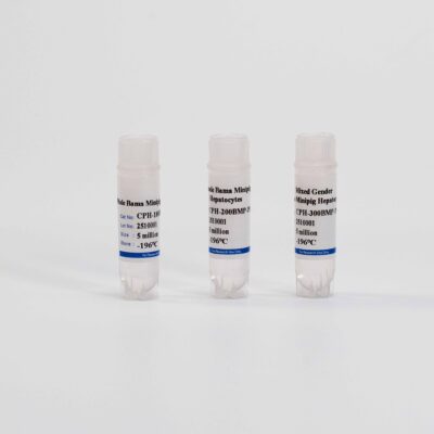 Minipig Plateable Hepatocytes