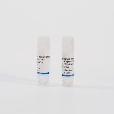 Minipig Kupffer Cells