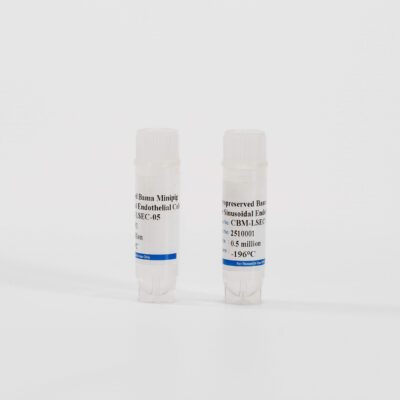 Minipig Liver Sinusoidal Endothelial Cells
