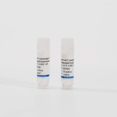 Monkey Liver Sinusoidal Endothelial Cells