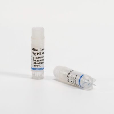 Porcine PBMCs