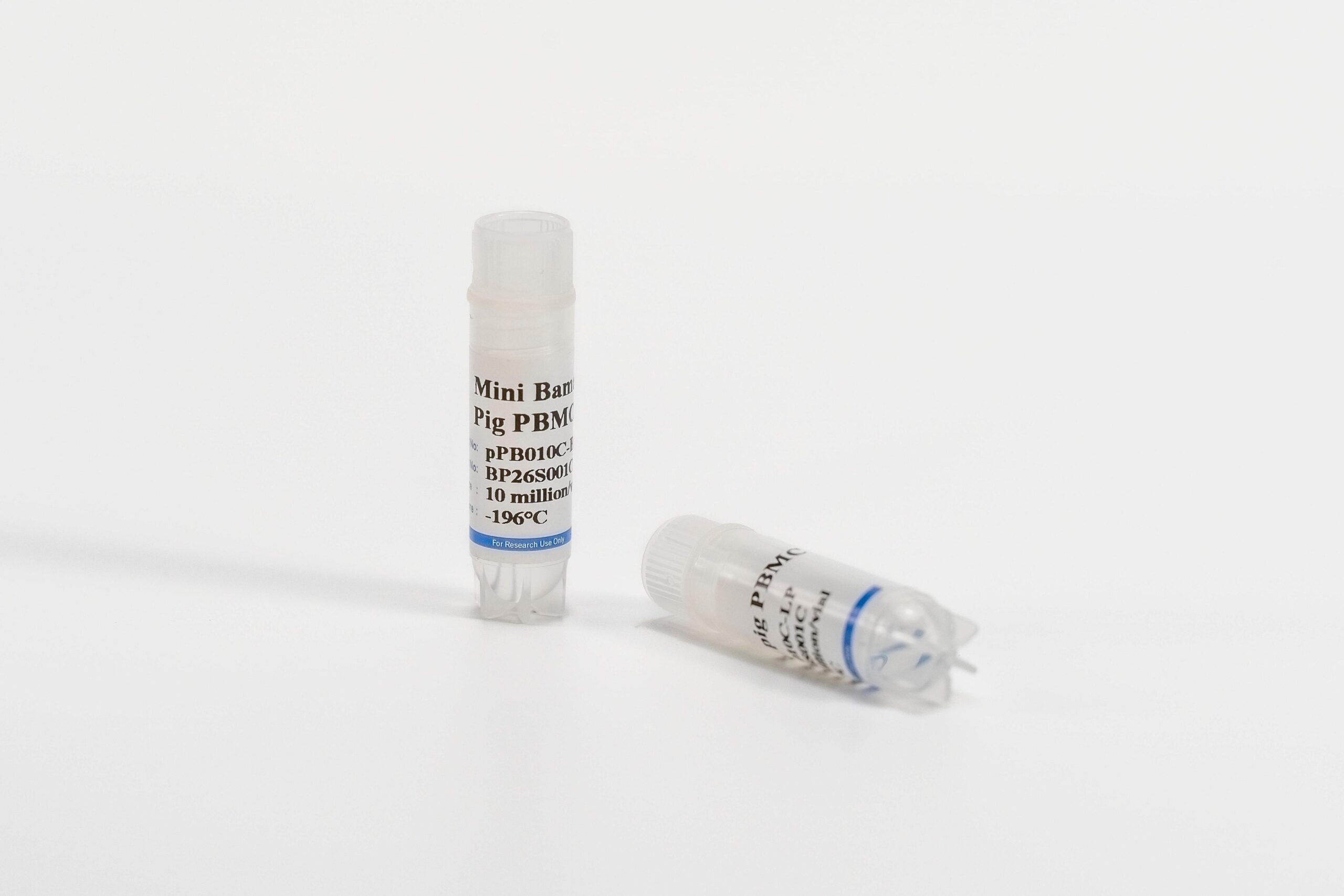 Porcine PBMCs
