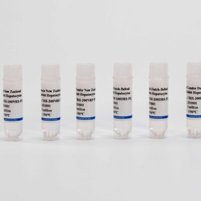 Rabbit Suspension Hepatocytes