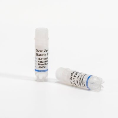 Rabbit PBMCs