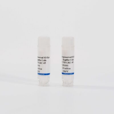 Rat Kupffer Cells