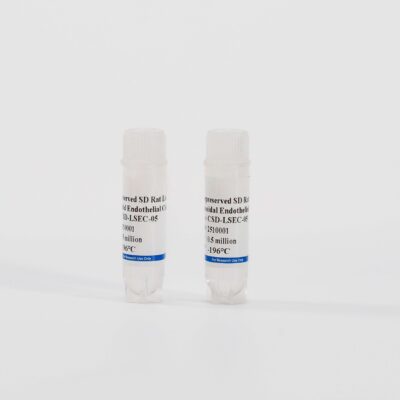 Rat Liver Sinusoidal Endothelial Cells